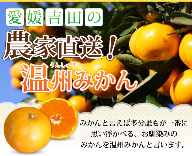 愛媛吉田の農家直送！温州みかん
