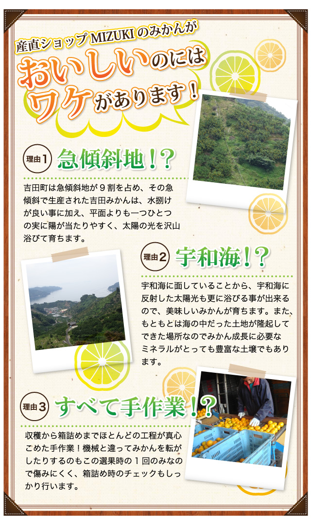 産直ショップみずきのみかんがおいしいのにはわけがあります。理由1急傾斜地！？理由2宇和海！？理由3すべて手作業！？