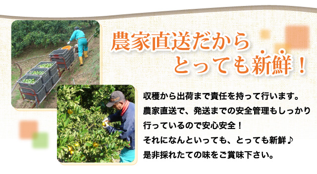 農家直送だから新鮮！収穫から出荷まで責任を持って行います。農家直送で、発送までの安全管理もしっかり行っているので安心安全！それになんといっても、とっても新鮮♪是非採れたての味をご賞味下さい。