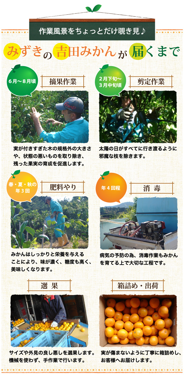 作業風景をちょっとだけ覗き見！みずきの吉田みかんが届くまで。6～8月摘果作業・2～3月剪定作業・春夏秋の3回肥料やり・年4回消毒・選果・箱詰め・出荷