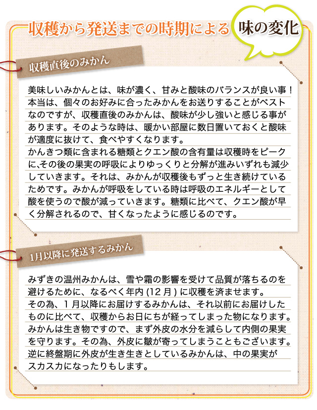 収穫から発送までの時期による味の変化。美味しいみかんとは、味が濃く、甘みと酸味のバランスが良いこと！収穫直後のみかんは、酸味が少し強いと感じることがあります。1月以降にお届けするみかんは、日にちが経ってしまったものなので、まず外皮の水分を減らして内側の果実を守ります。その為、外皮に皺が寄ってしまうこともございます。逆に終盤期に外皮が生き生きとしているみかんは、中の果実がスカスカになったりもします。