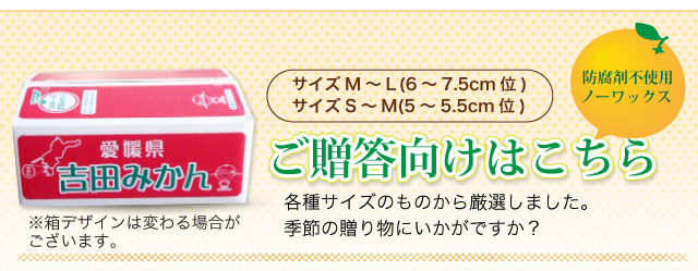 ご贈答用みかん