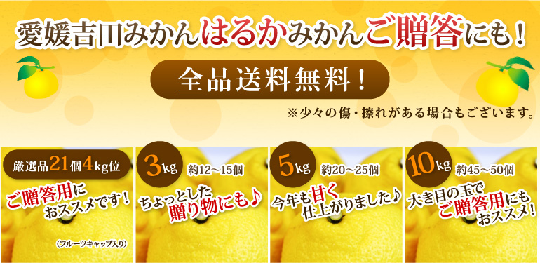 はるかみかんご贈答用全品送料無料