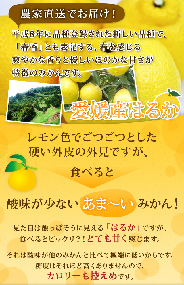 見た目は酸っぱそうに見える「はるか」ですが、食べるとビックリ？！とても甘く感じます。それは酸味が他のみかんと比べて極端に低いからです。糖度はそれほど高くありませんので、カロリーも控えめです。