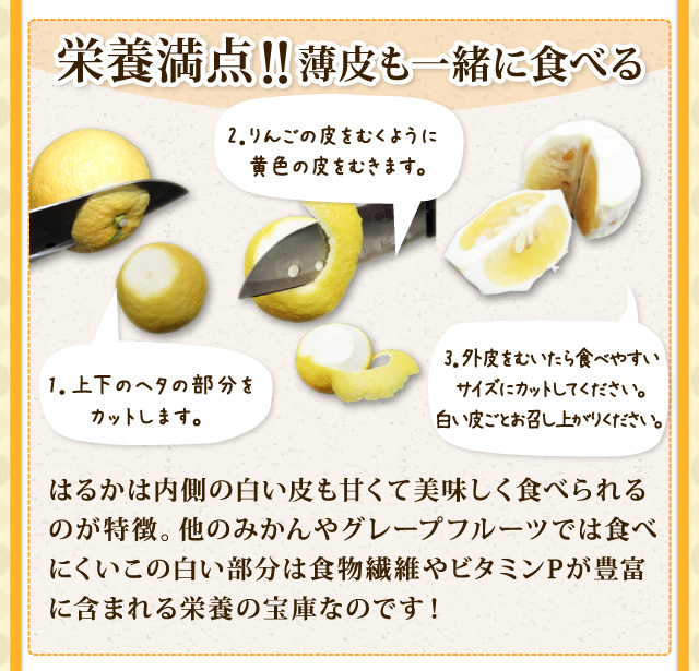 はるかは内側の白い皮も甘くて美味しく食べられるのが特徴。他のみかんやグレープフルーツでは食べにくいこの白い部分は食物繊維やビタミンPが豊富に含まれる栄養の宝庫なのです！