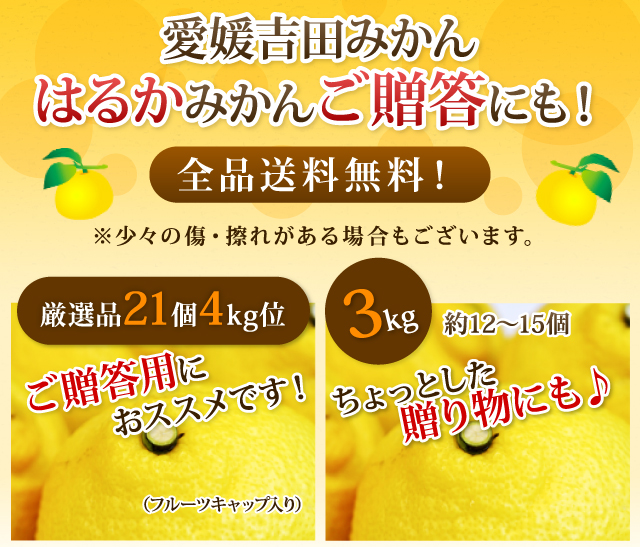 愛媛吉田みかんはるかみかんご贈答にも！全品送料無料！ご贈答4kg/3kg