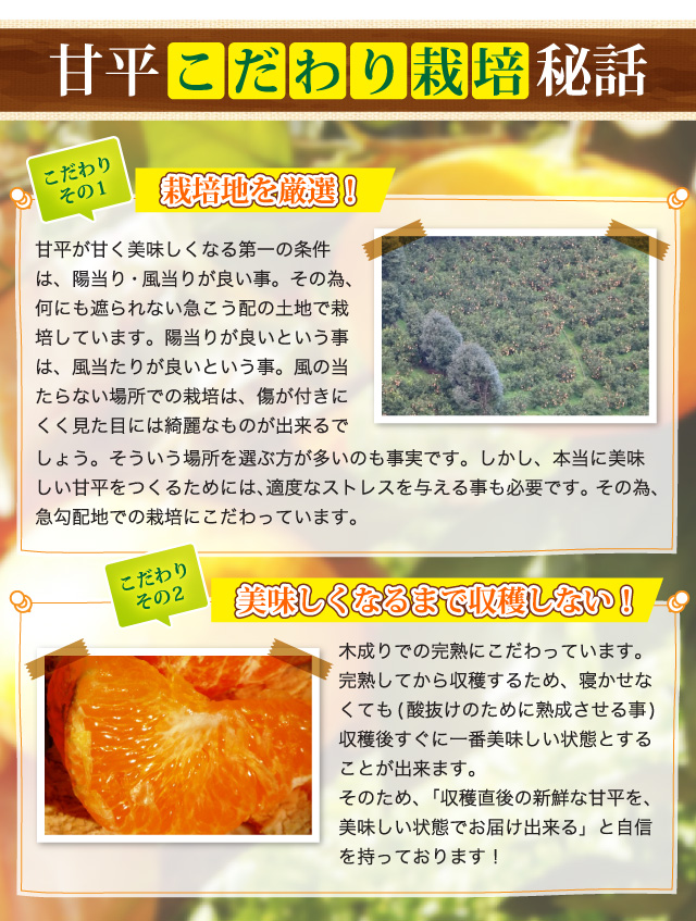 甘平のこだわり栽培！秘訣！栽培地を厳選！美味しくなるまで収穫しない。