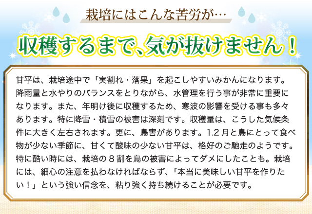 甘平は、栽培途中で「実割れ・落果」を起こしやすいみかんになります。降雨量と水やりのバランスをとりながら、水管理を行う事が非常に重要になります。また、年明け後に収穫するため、寒波の影響を受ける事も多々あります。特に降雪・積雪の被害は深刻です。収穫量は、こうした気候条件に大きく左右されます。更に、鳥害があります。1.2月と鳥にとって食べ物が少ない季節に、甘くて酸味の少ない甘平は、格好のご馳走のようです。特に酷い時には、栽培の8割を鳥の被害によってダメにしたことも。栽培には、細心の注意を払わなければならず、「本当に美味しい甘平を作りたい！」という強い信念を、粘り強く持ち続けることが必要です。