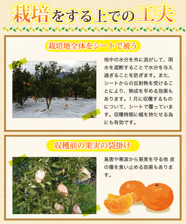 栽培する上での工夫。栽培地全体をシートで被う。収穫前の果実の袋掛け