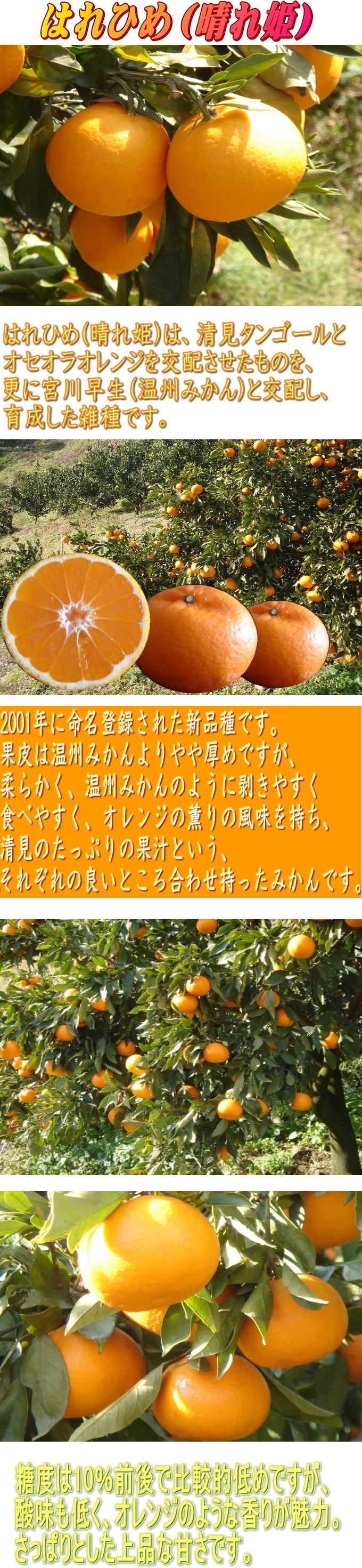 希少品種の甘いはれひめ（晴れ姫）を農家直送でお届け致します。