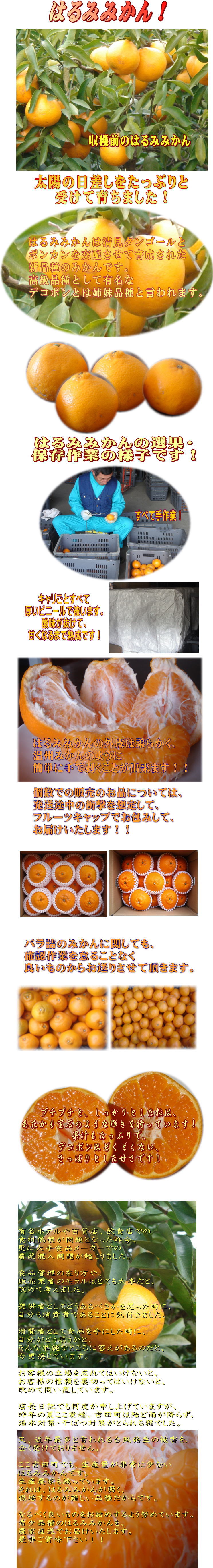 はるみみかん商品説明