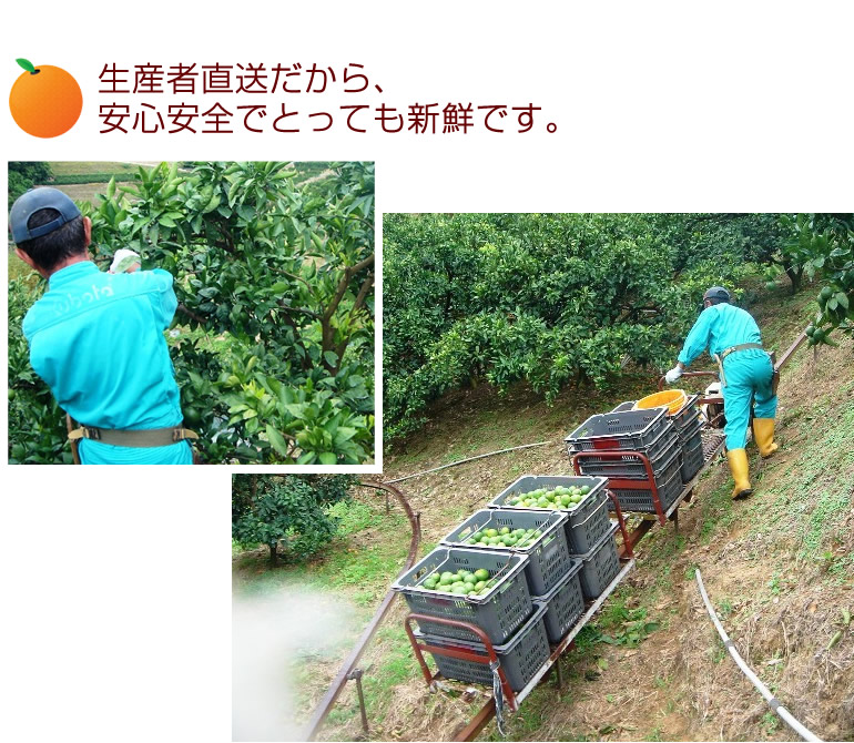 生産者直送